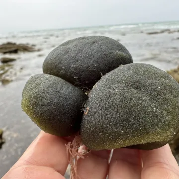 Кодиум бурса