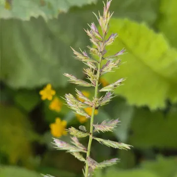 Dinebra retroflexa