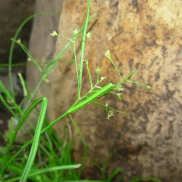 Rhynchospora contracta