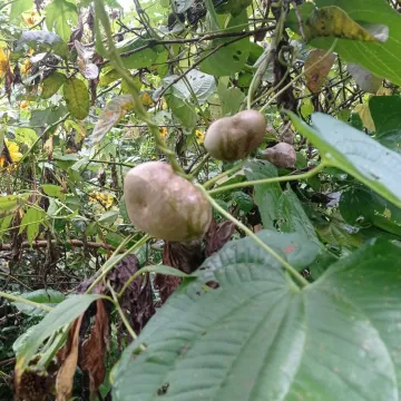 Диоскорея клубненосная