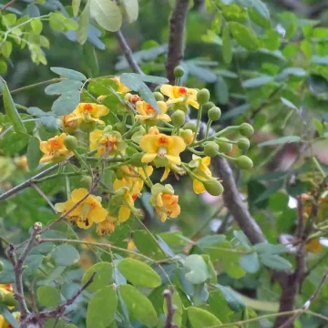 Цезальпиния юкатанская