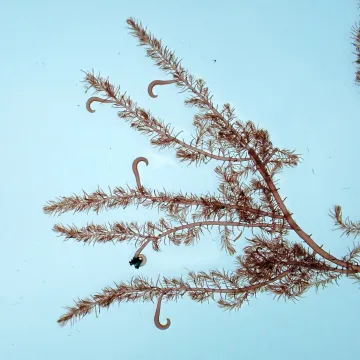 Bonnemaisonia hamifera