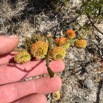 Tersonia