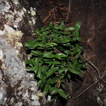 King's dendrobium