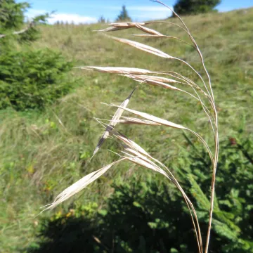 Hungarian brome