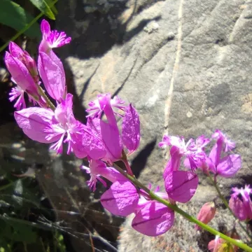 Boissier's milkwort