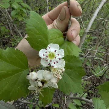 Боярышник шарлаховидный