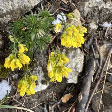 Крупка аїзова