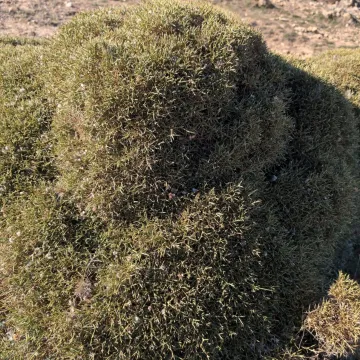 Echinospartum boissieri