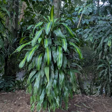 Fragrant dracaena