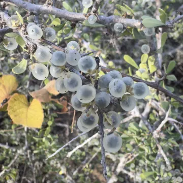 Фаулотамнус колючий
