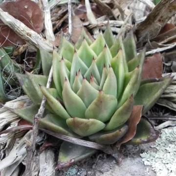 Echeveria agavoides x multicaulis hybrid