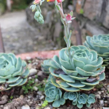 Echeveria elegans hybrid