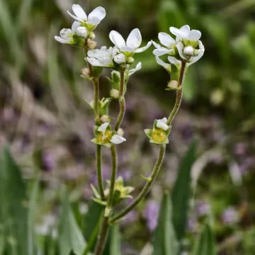 Bulbous saxifrage