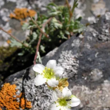 Saxifraga intricata
