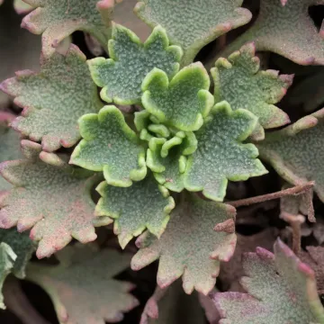 Ломикамінь мадейрський
