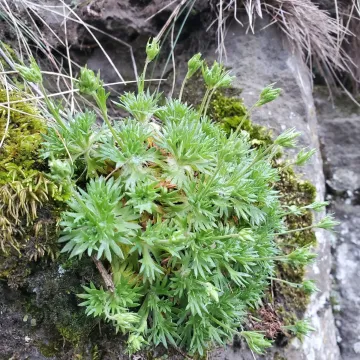 Piedmont saxifrage