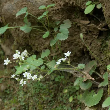 Ломикамінь круглолистий