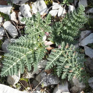 Distichoselinum