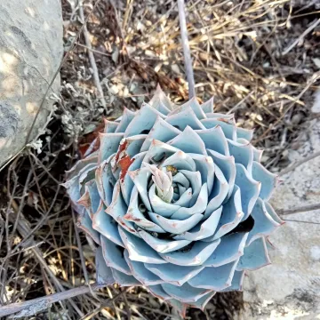 Peacock's Echeveria