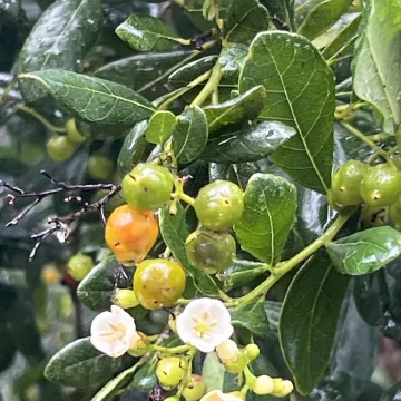 Bahama strongbark