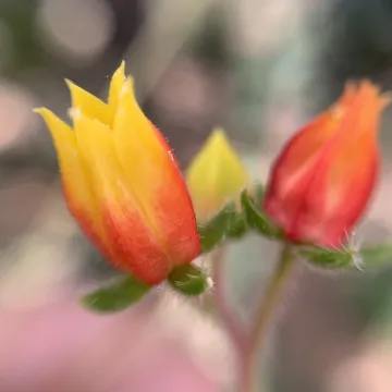 Mexican Firecracker