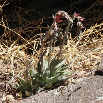 Echeveria strictiflora