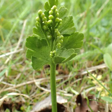 Northern moonwort