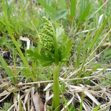 Triangle moonwort