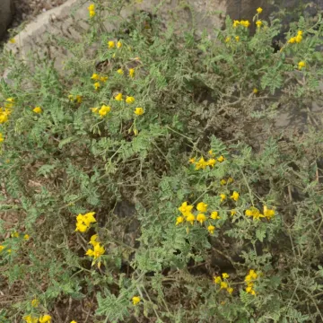 Solanum corneliomulleri