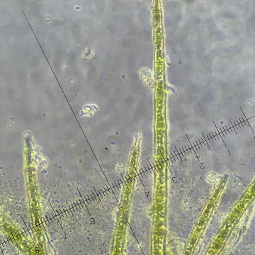 Blepharostoma trichophyllum