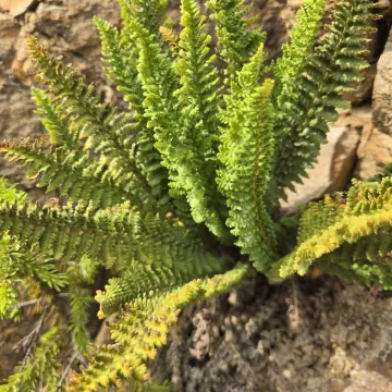 Fragrant wood fern