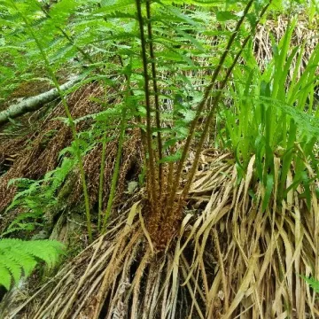Golden-scaled male fern