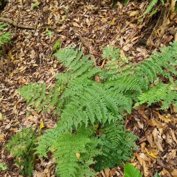 Madeiran wood fern