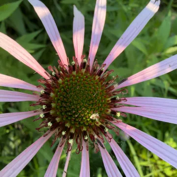 Pale purple coneflower