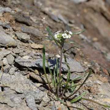 Braya linearis