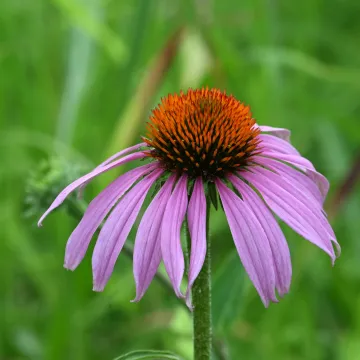 Purple coneflower