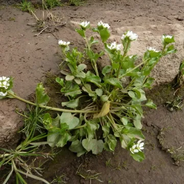 Ложечница эстуарная