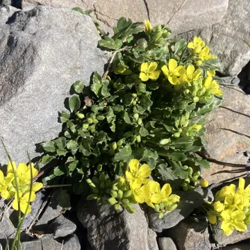 Brassica repanda