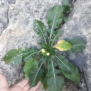 Gravina Cabbage