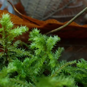 Shaggy moss