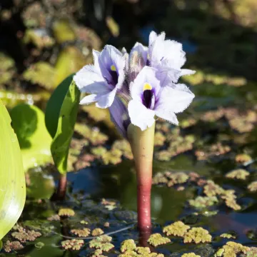 Anchored water hyacinth