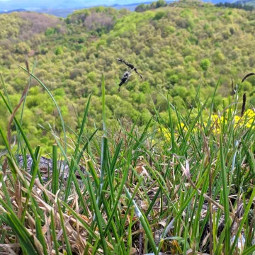 Silvery moor grass