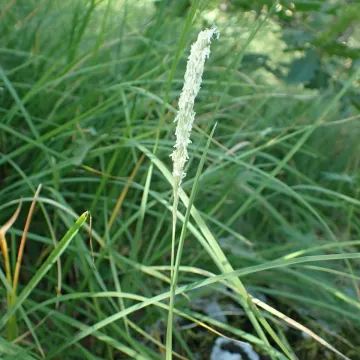 Autumn moor grass
