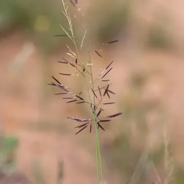 Эрагростис лакунария