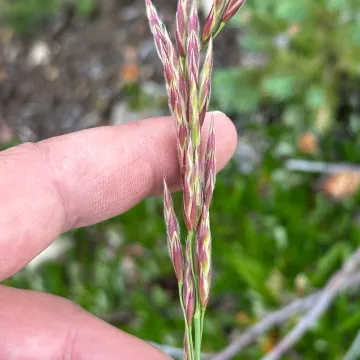 Pumpelly's brome