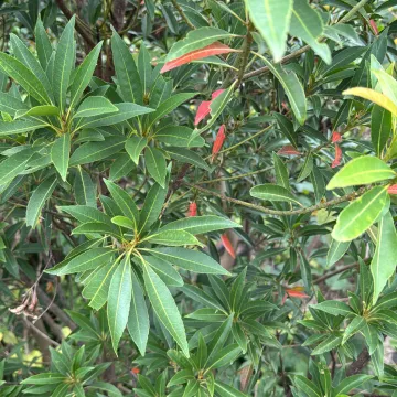 Japanese blueberry tree