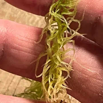 Fringed bogmoss
