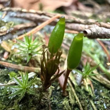 Green shield-moss