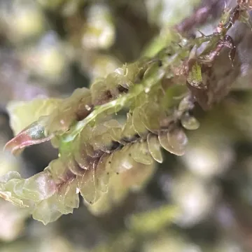 Water rustwort